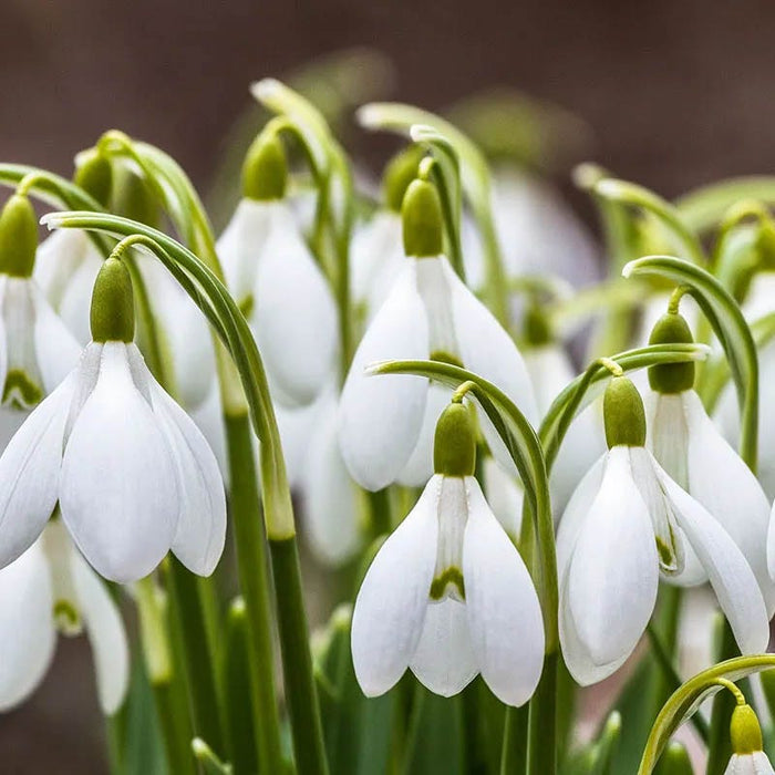 Early Riser Naturalizing Bulb Collection|Snowdrops