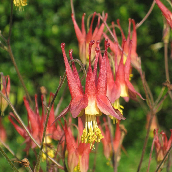 Eastern Red Columbine|Eastern Red Columbine