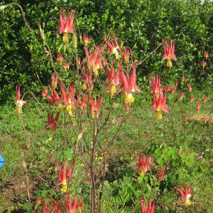 Eastern Red Columbine|Eastern Red Columbine