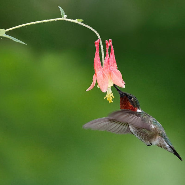 Eastern Red Columbine|Eastern Red Columbine
