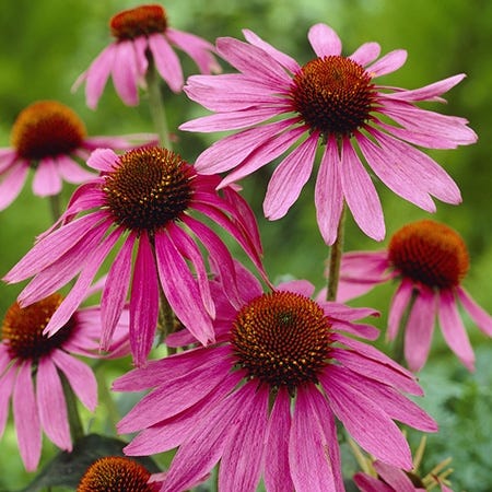 Magnus Purple Coneflower