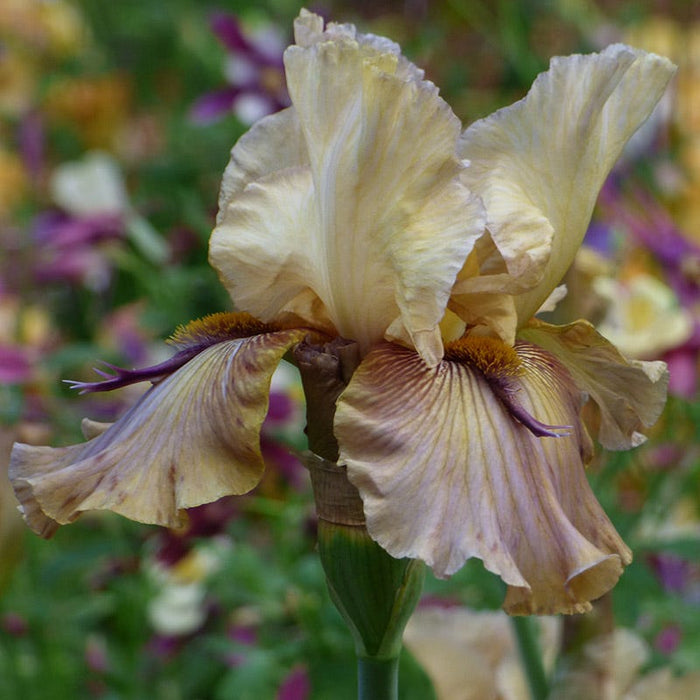 Enchanted Bearded Iris Collection|Thornbird Bearded Iris
