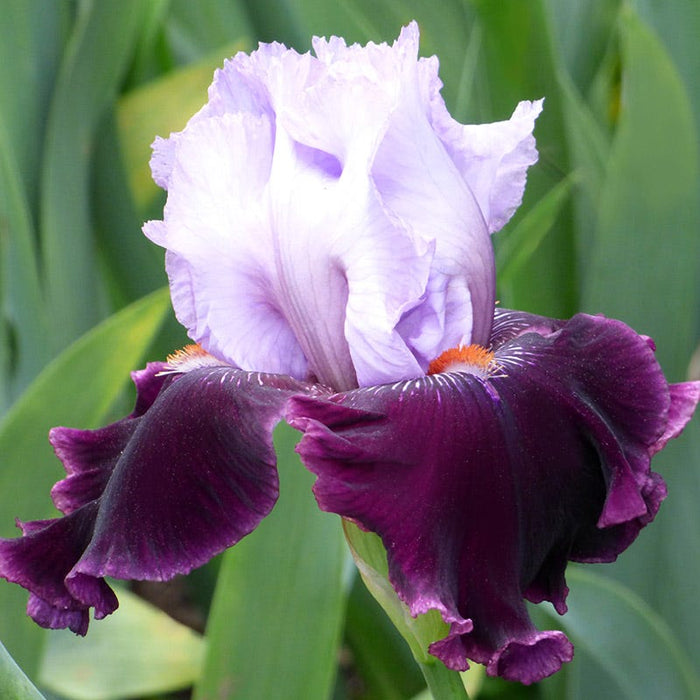 Lone Wolf Bearded Iris