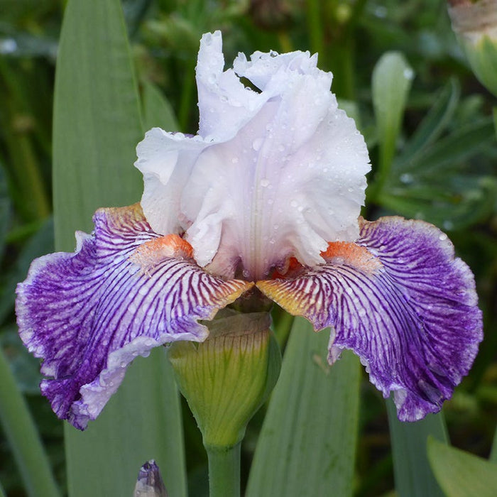 Crow's Feet Bearded Iris|Crow's Feet Bearded Iris