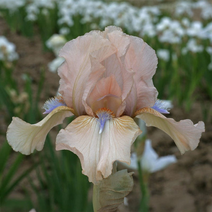 Concertina Reblooming Bearded Iris|Concertina Reblooming Bearded Iris