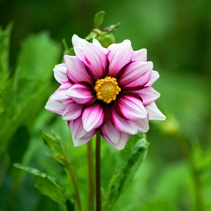 Edge of Joy Dahlia|'Edge of Joy' Dahlia with blooms of white, pink and purple