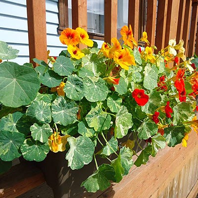 Edible Flower Seed Mix