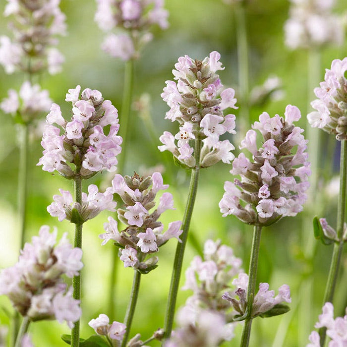 Ellagance Pink English Lavender|Ellagance Pink English Lavender, Lavandula angustifolia