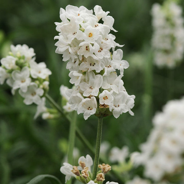 Ellagance Snow English Lavender|Ellagance Snow English Lavender, Lavandula angustifolia Ellagance Snow