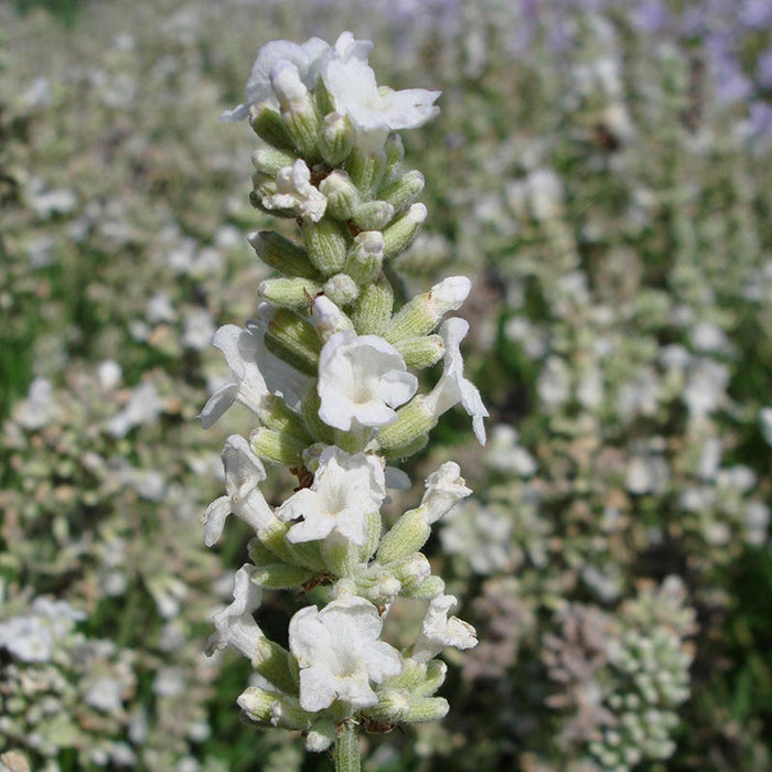 Ellagance Snow English Lavender|Ellagance Snow English Lavender, Lavandula angustifolia Ellagance Snow