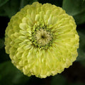 Envy Zinnia Seeds