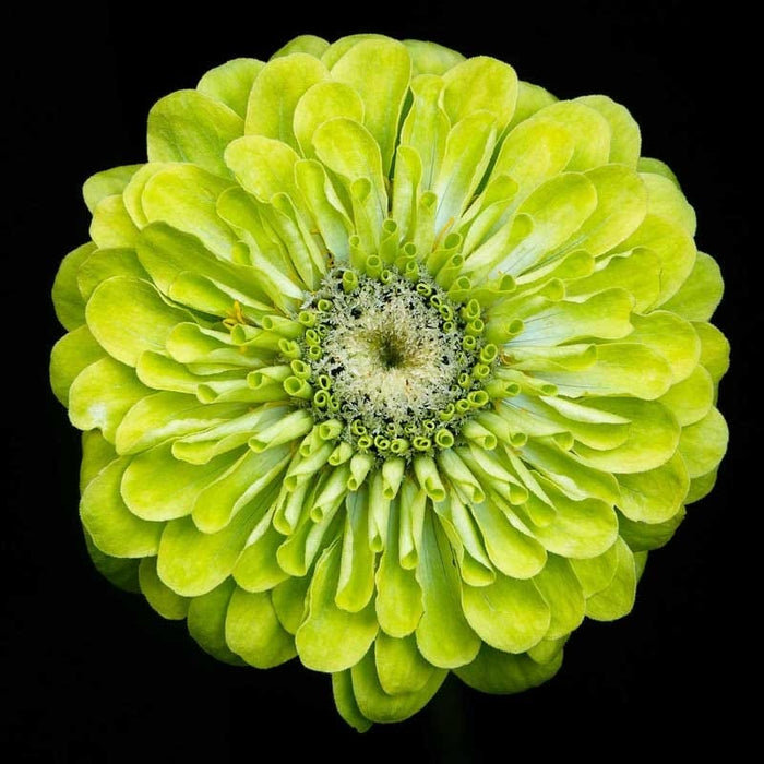 Envy Zinnia Seeds|Dahlia Flowered Zinnia Seeds Envy, Zinnia elegans