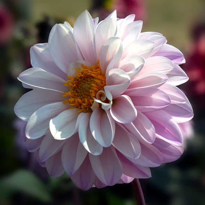 Espacio Ball Dahlia