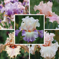 Ethereal Bearded Iris Collection|Ethereal Bearded Iris Collection