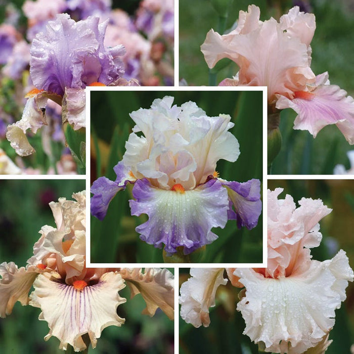 Ethereal Bearded Iris Collection|Ethereal Bearded Iris Collection