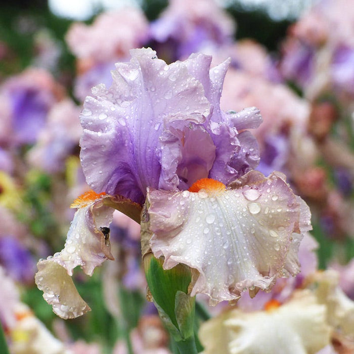 Ethereal Bearded Iris Collection|Enraptured Bearded Iris, Iris germanica 'Enraptured'