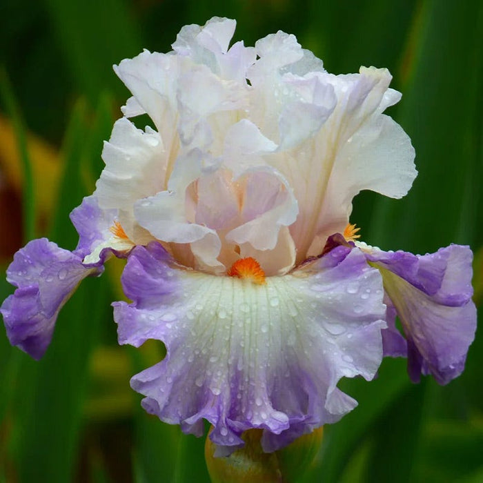 Ethereal Bearded Iris Collection|Polite Applause Bearded Iris