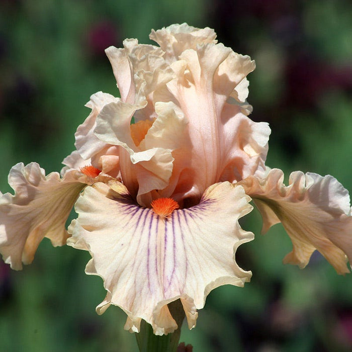 Ethereal Bearded Iris Collection|Center Line Bearded Iris