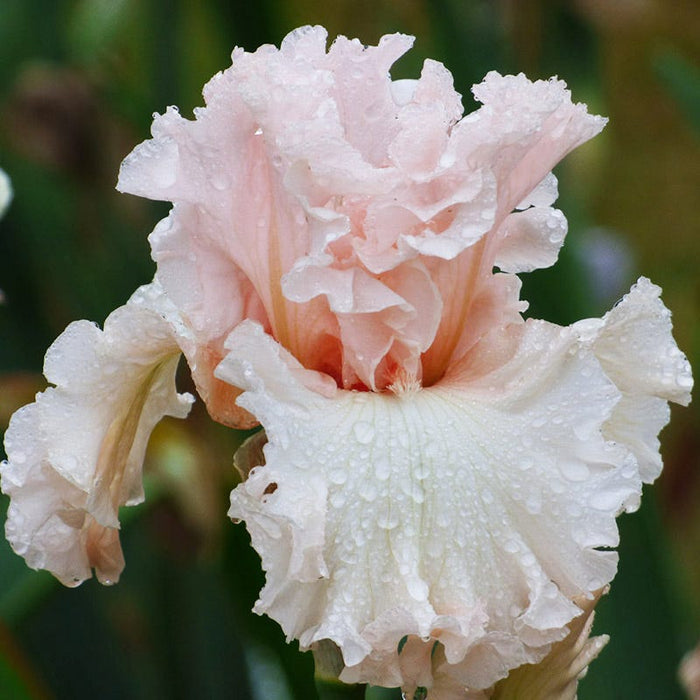 Ethereal Bearded Iris Collection|Magical Bearded Iris