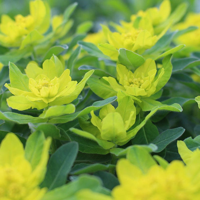 Euphorbia|Yellow Flowering Spurge, Euphorbia polychroma, Flowering Spurge