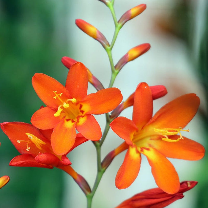 Eva Crocosmia|Eva Crocosmia, Crocosmia Eva