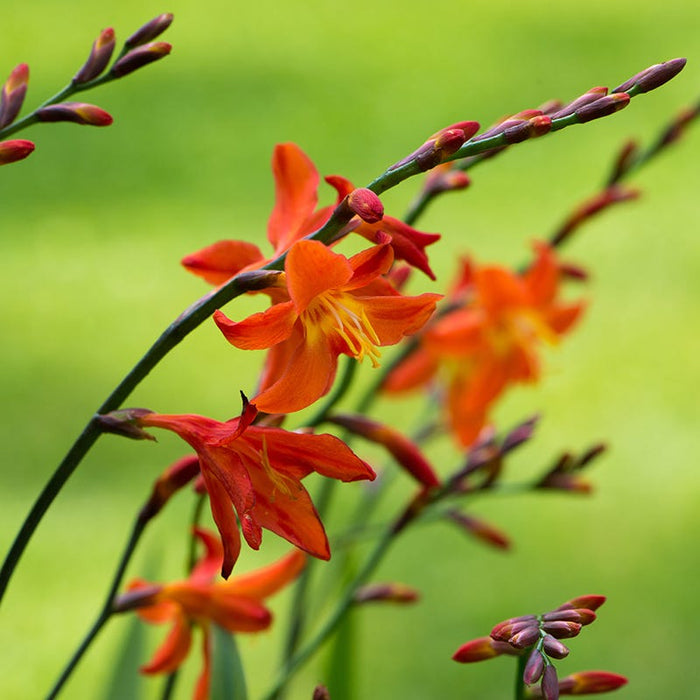 Eva Crocosmia|Eva Crocosmia, Crocosmia Eva