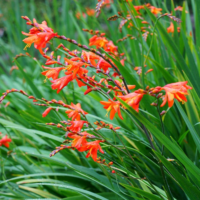 Eva Crocosmia|Eva Crocosmia, Crocosmia Eva