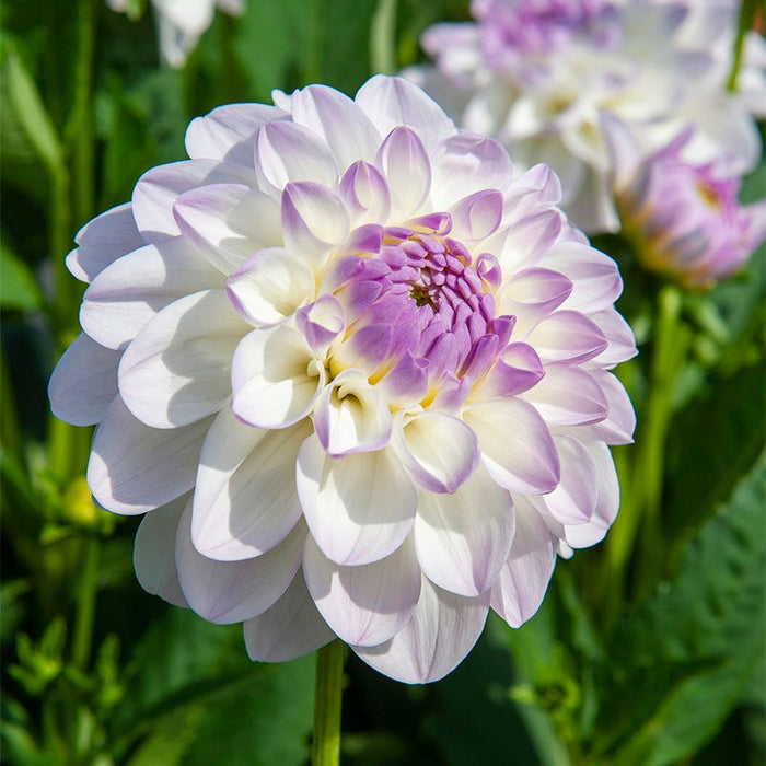Eveline Decorative Dahlia|White Purple Eveline Decorative Dahlia, Decorative Dahlia Eveline