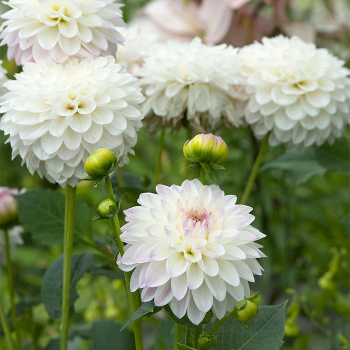 Eveline Decorative Dahlia|Eveline Decorative Dahlia, Decorative Dahlia Eveline growing in garden