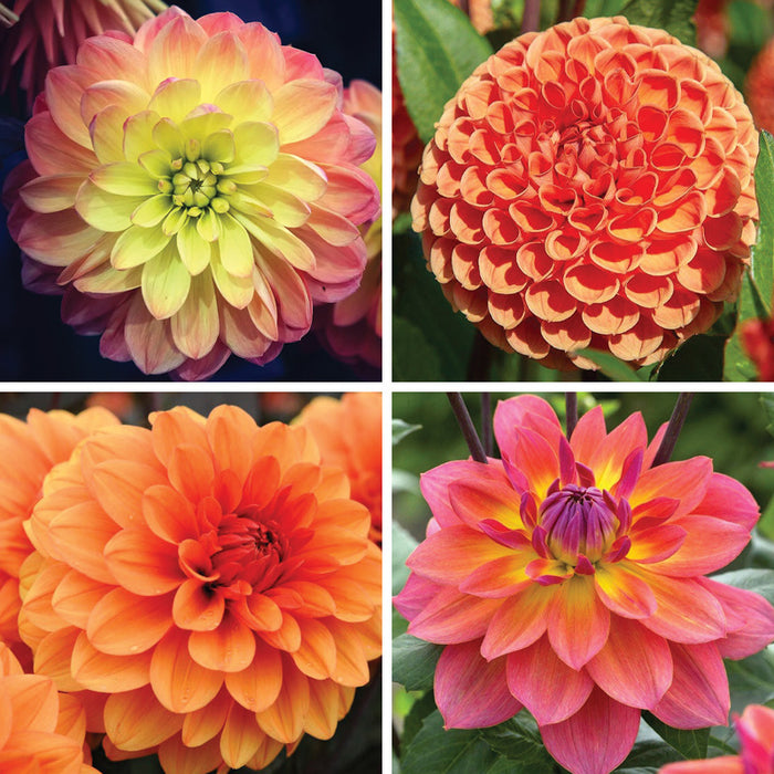 Evening Glow Dahlia Collection