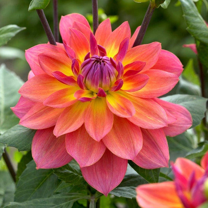 Evening Glow Dahlia Collection|Fire Pot Semi Dinner Plate Dahlia