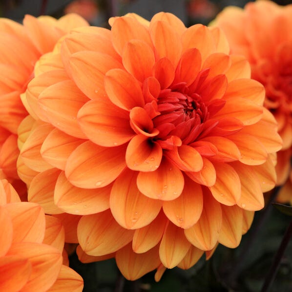 David Howard Decorative Dahlia|David Howard Decorative Dahlia