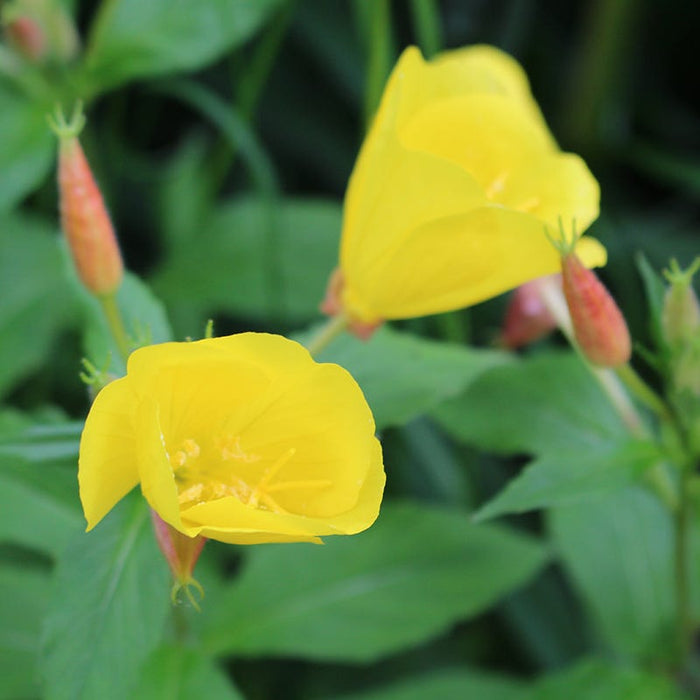 Evening Primrose Seeds|Yellow Evening Primrose Seeds, Oenothera lamarckiana