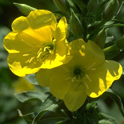 Evening Primrose Seeds|Yellow Evening Primrose Seeds, Oenothera lamarckiana