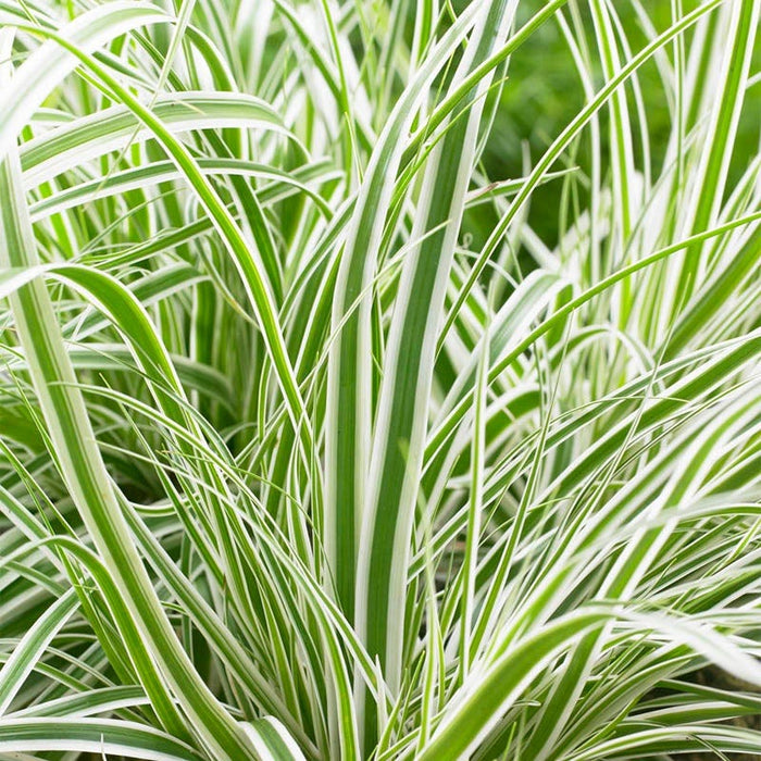 EverColor® Everest Sedge|EverColor Everest Sedge Grass Foliage Variegated with Green and White