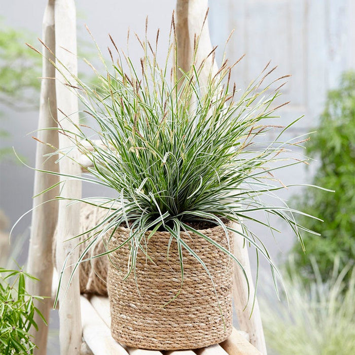 EverColor® Everest Sedge|EverColor Everest Sedge Grass in a container