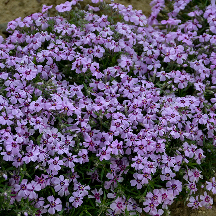 Eye Candy Creeping Phlox, Photos courtesy of Walters Gardens, Inc.