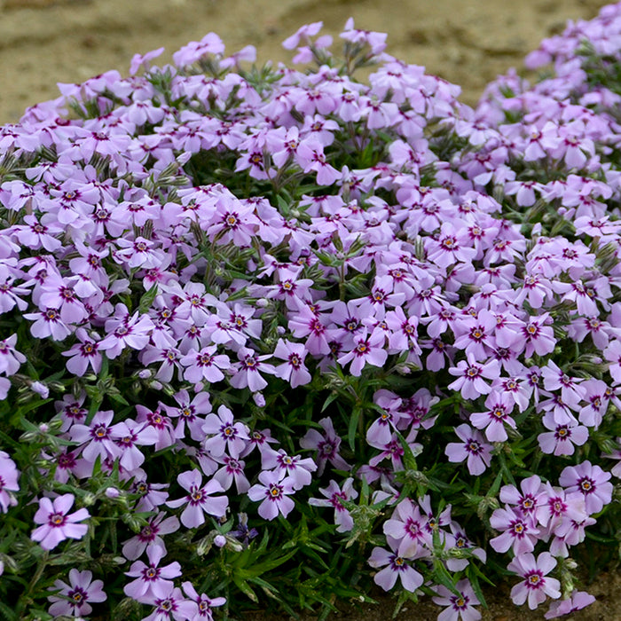 Eye Candy Creeping Phlox, Photos courtesy of Walters Gardens, Inc.