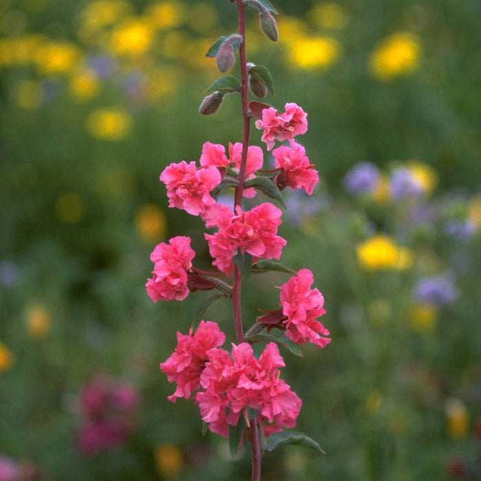 Farewell to Spring Seeds|Pink Farewell to Spring Seeds, Clarkia unguiculata or Clarkia elegans, Farewell to Spring