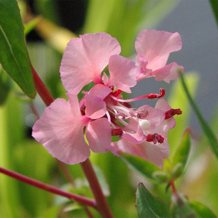 Farewell to Spring Seeds|Pink Farewell to Spring Seeds, Clarkia unguiculata or Clarkia elegans, Farewell to Spring