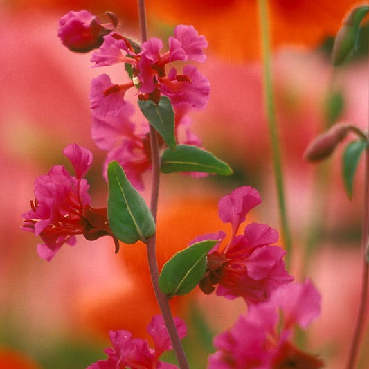 Farewell to Spring Seeds|Pink Farewell to Spring Seeds, Clarkia unguiculata or Clarkia elegans, Farewell to Spring