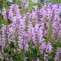 FASHIONISTA® Ballerina Pink Meadow Sage, Photos courtesy of Walters Gardens, Inc.