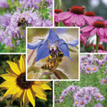 Feed The Bees Bloom Booster Seed Packet Set