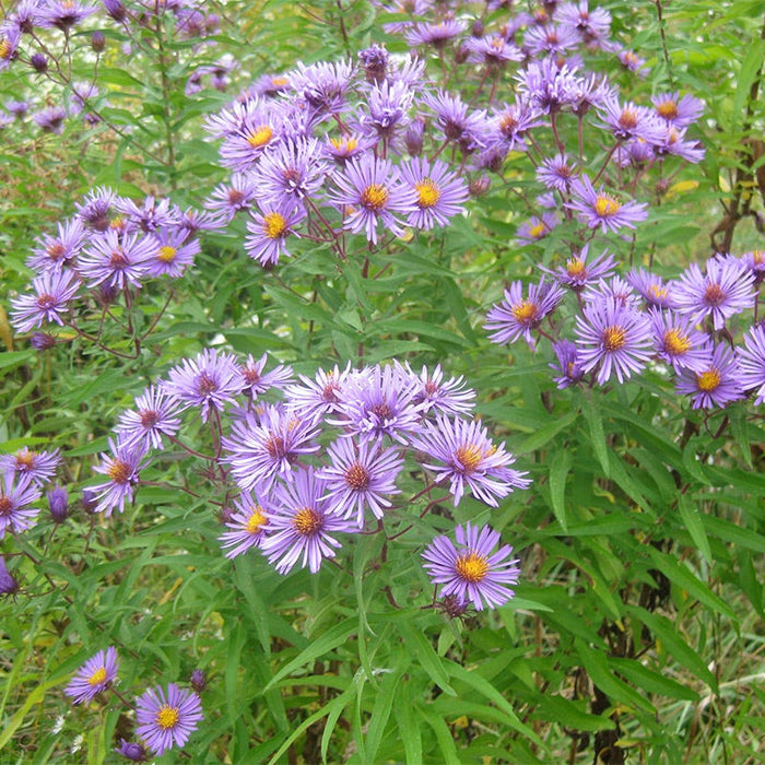 New England Aster