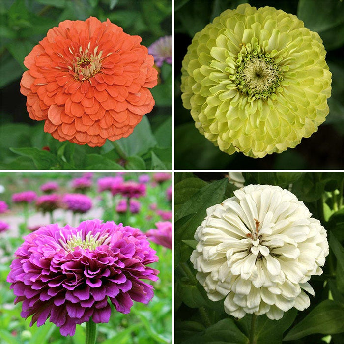 Find Your Zen Zinnia Seed Collection|Find Your Zen Zinnia Seed Collection