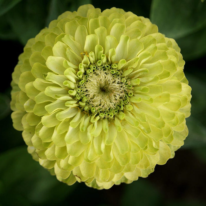 Find Your Zen Zinnia Seed Collection|Dahlia Flowered Zinnia Envy