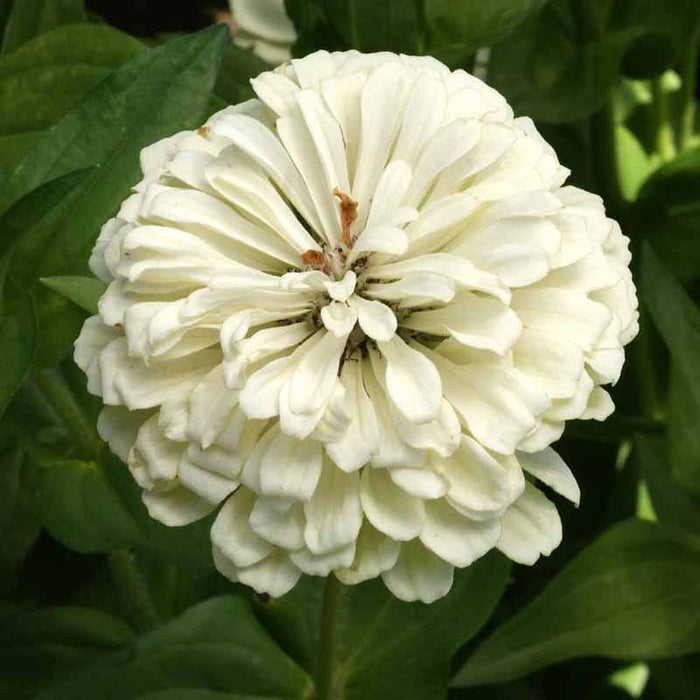 Find Your Zen Zinnia Seed Collection|Zinnia Polar Bear