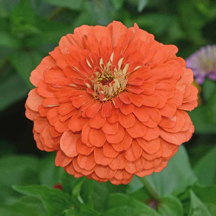 Find Your Zen Zinnia Seed Collection|Zinnia Coral