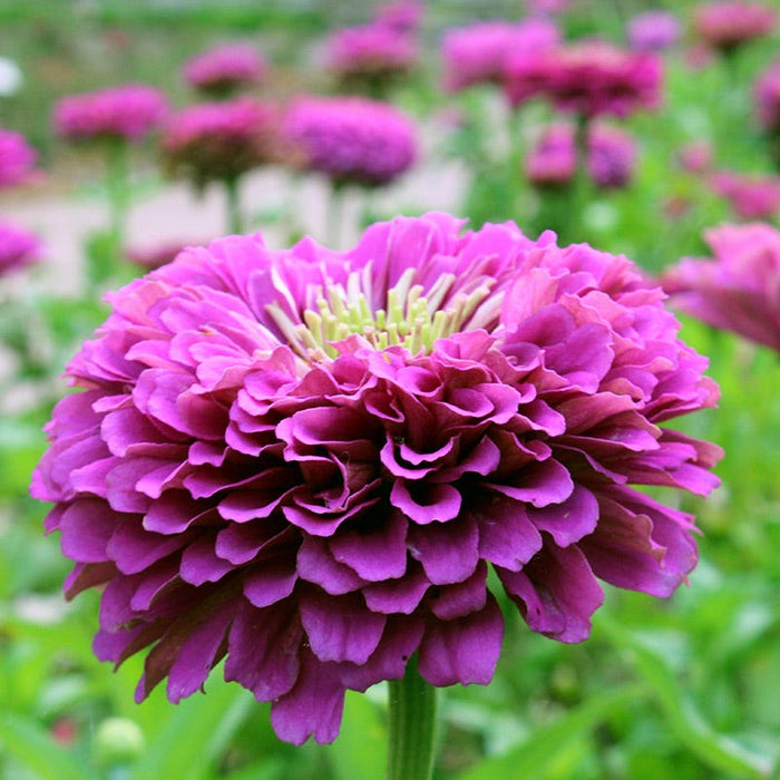 Find Your Zen Zinnia Seed Collection|Zinnia Purple Prince
