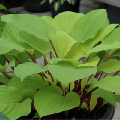 Fire Island Hosta
